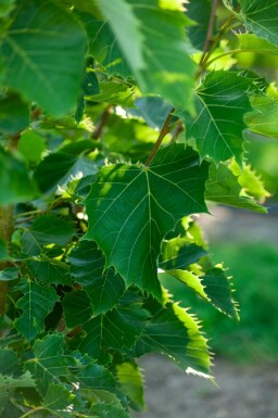 Tilia henryana hochstamm 12/14