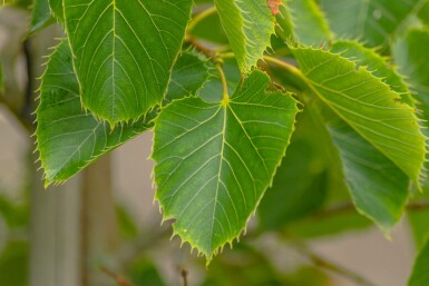 Tilia henryana hochstamm 12/14