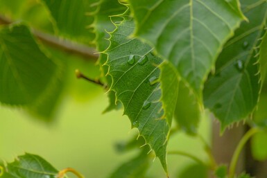 Tilia henryana hochstamm 12/14