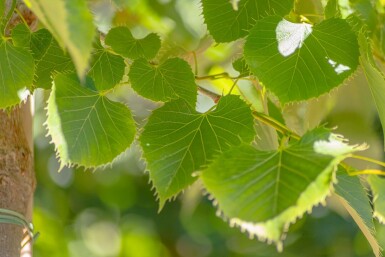 Tilia henryana hochstamm 12/14