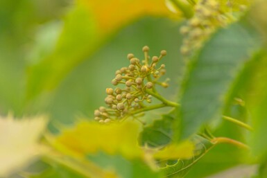 Tilia henryana hochstamm 12/14