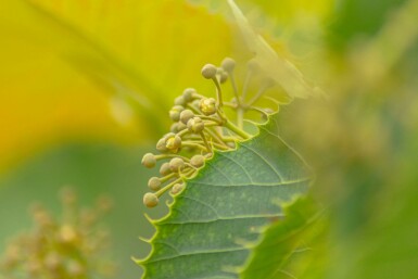 Tilia henryana hochstamm 12/14