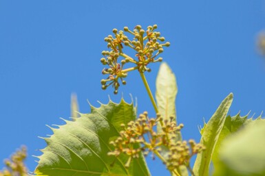 Tilia henryana hochstamm 12/14