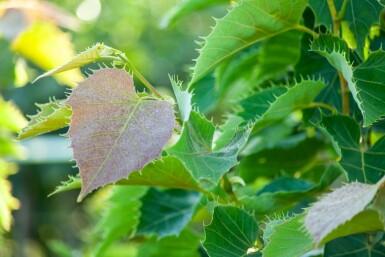 Tilia henryana hochstamm 12/14