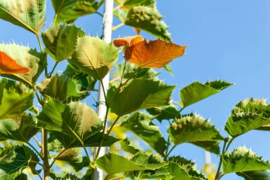 Tilia henryana hochstamm 12/14