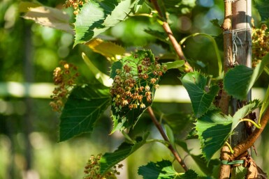 Tilia henryana hochstamm 12/14