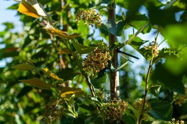 Tilia henryana hochstamm 12/14