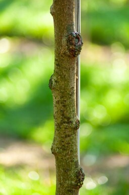 Tilia henryana hochstamm 12/14