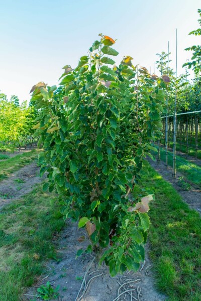 Tilia henryana mehrstämmig 200-250