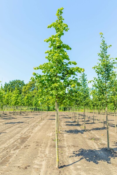 Tilia platyphyllos hochstamm 10/12