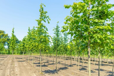 Tilia platyphyllos hochstamm