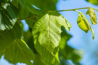 Tilia platyphyllos hochstamm 10/12