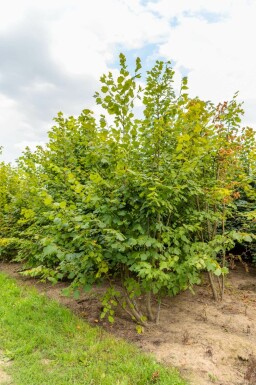 Tilia platyphyllos mehrstämmig 250-300