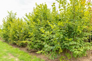 Tilia platyphyllos mehrstämmig