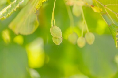 Tilia platyphyllos mehrstämmig 250-300