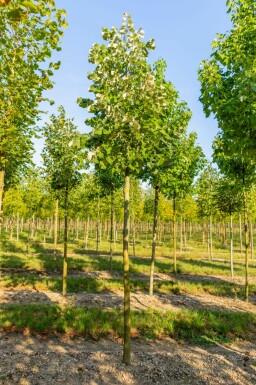 Tilia tomentosa