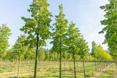 Tilia tomentosa