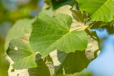 Tilia tomentosa hochstamm 10/12