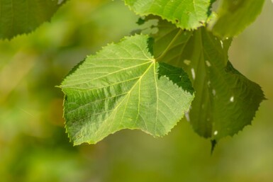 Tilia tomentosa hochstamm 10/12