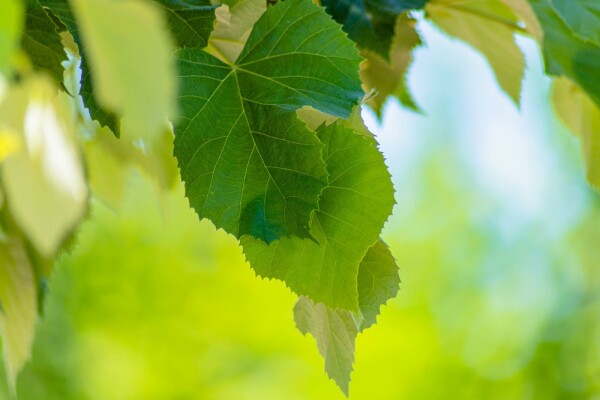 Tilia tomentosa 'Brabant'