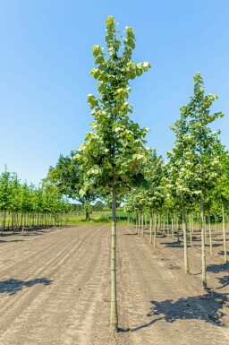 Tilia tomentosa 'Brabant' hochstamm 10/12