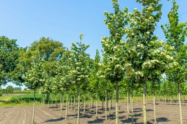 Tilia tomentosa 'Brabant' hochstamm