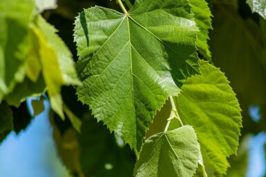 Tilia tomentosa 'Brabant' hochstamm 10/12