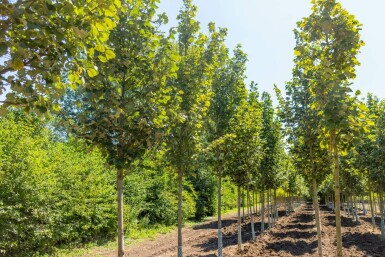 Tilia tomentosa 'Doornik'