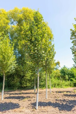 Tilia tomentosa 'Doornik' hochstamm