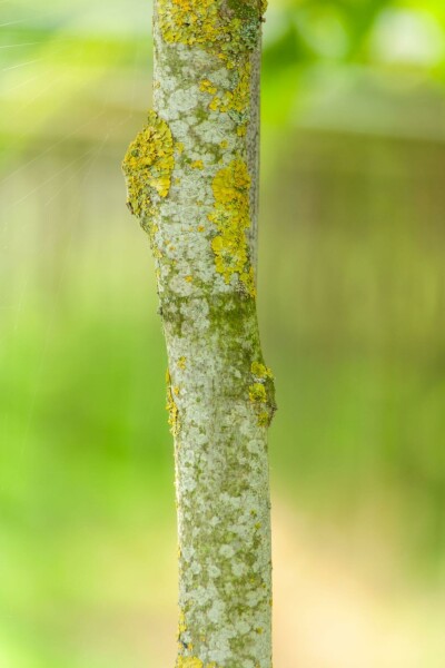 Toona sinensis 'Flamingo'