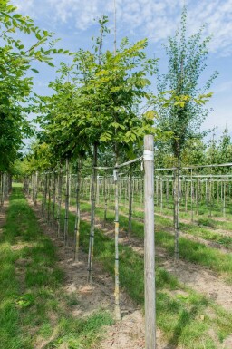 Toona sinensis 'Flamingo' hochstamm