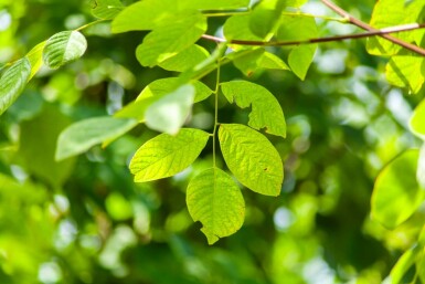 Toona sinensis 'Flamingo' hochstamm