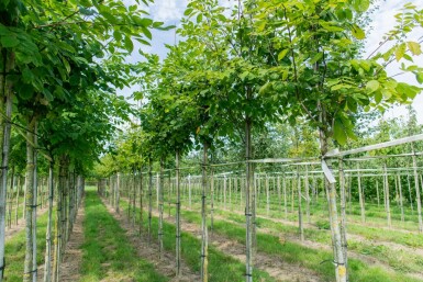 Toona sinensis 'Flamingo' hochstamm 18/20