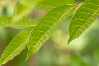 Toona sinensis 'Flamingo' hochstamm 18/20