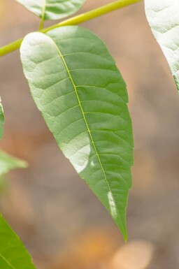 Toona sinensis 'Flamingo' hochstamm 18/20