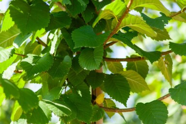 Ulmus glabra