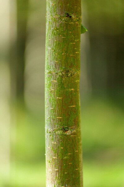 Ulmus glabra