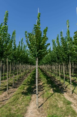 Ulmus glabra hochstamm