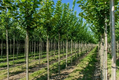 Ulmus glabra hochstamm 10/12