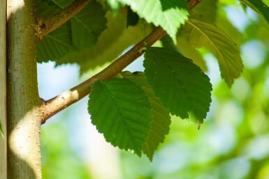 Ulmus glabra hochstamm 10/12