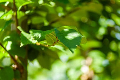 Ulmus glabra mehrstämmig 250-300