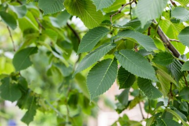 Ulmus glabra 'Camperdownii'