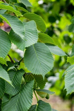 Ulmus glabra 'Camperdownii' hochstamm 14/16