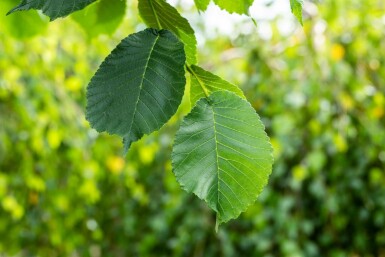 Ulmus glabra 'Camperdownii' hochstamm