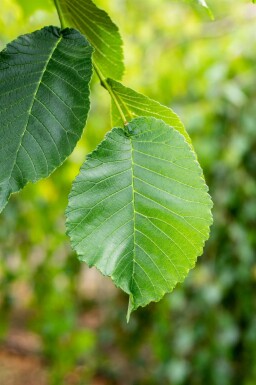 Ulmus glabra 'Camperdownii' hochstamm 14/16