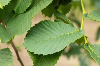 Ulmus glabra 'Camperdownii' hochstamm 14/16