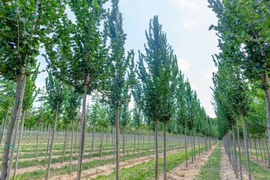 Ulmus 'Columella' hochstamm