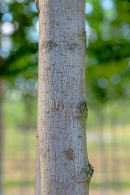 Ulmus 'Columella' hochstamm 12/14