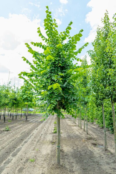 Ulmus laevis hochstamm 10/12