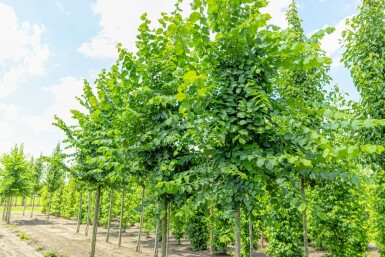 Ulmus laevis hochstamm